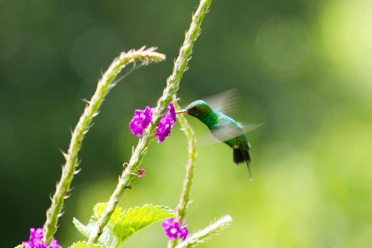 A hummingbird in flight
